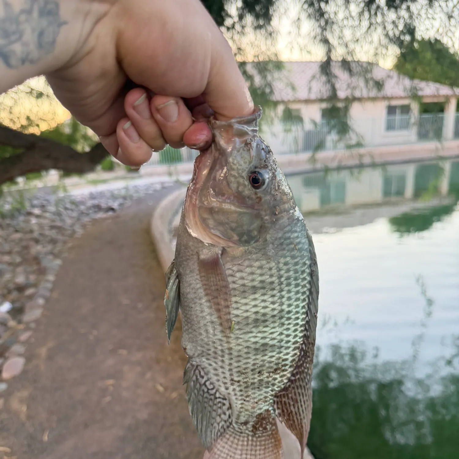 Nile tilapia caught on Fishbrain