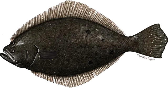 Summer flounder