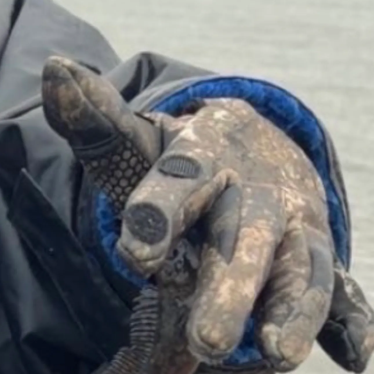 The most recent Grey gurnard catches on Fishbrain