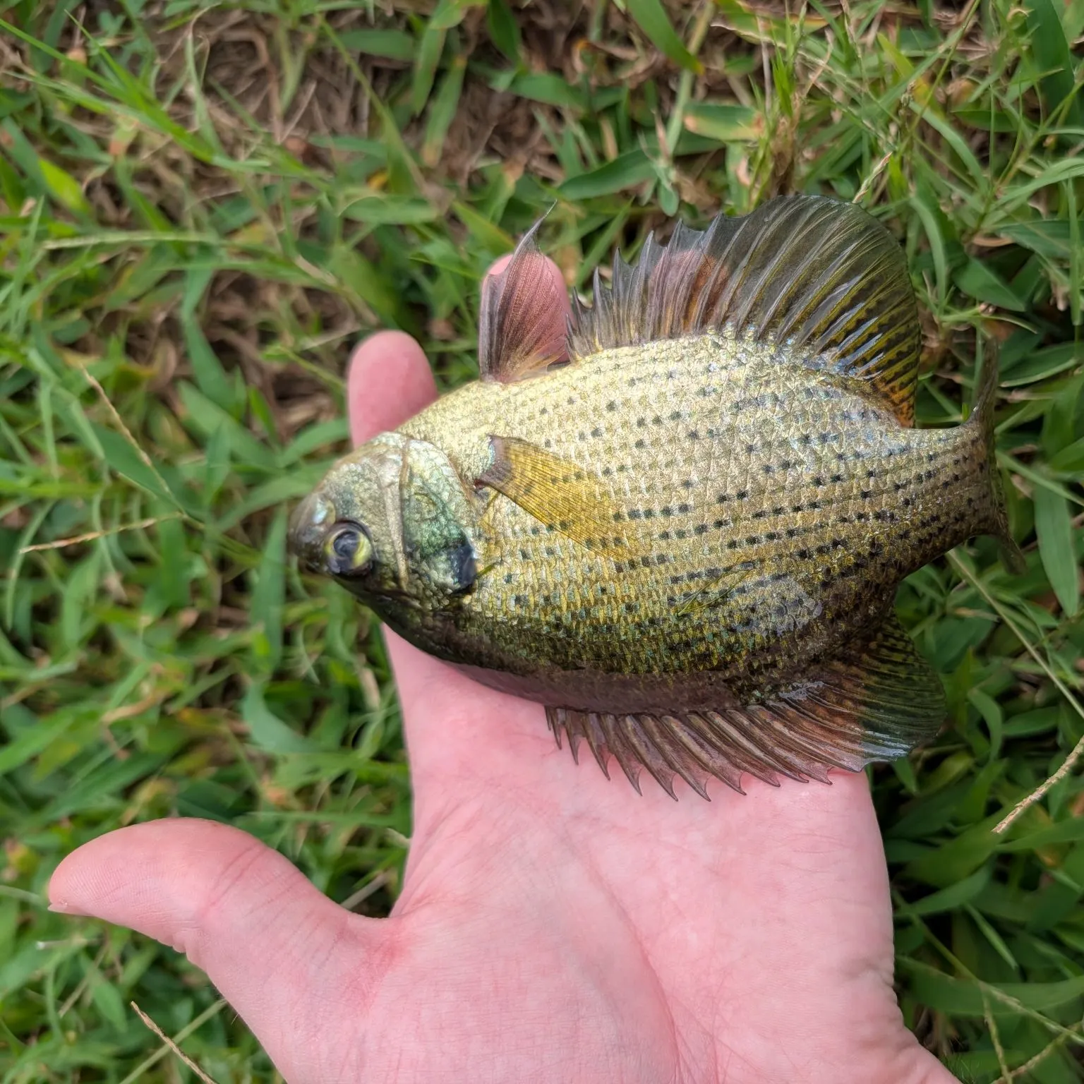 The most recent Flier catches on Fishbrain