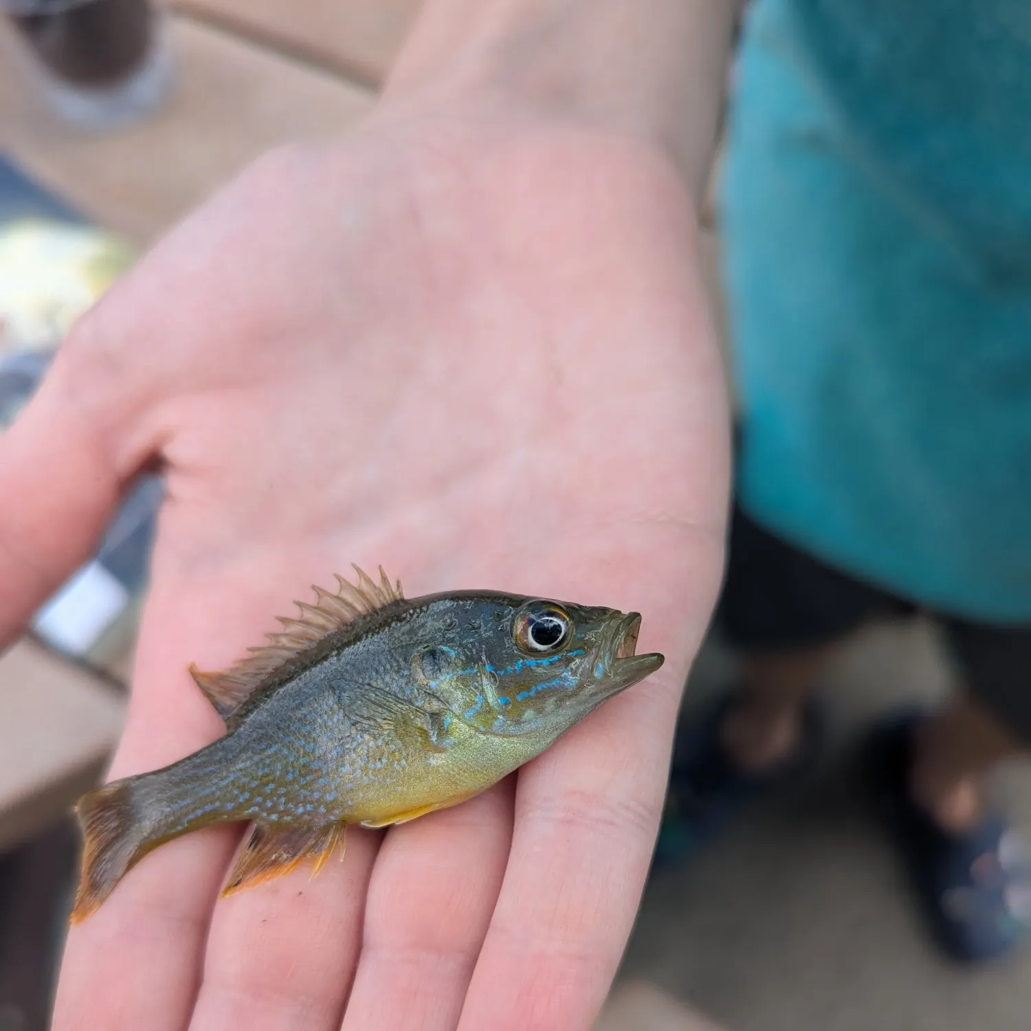 Green sunfish caught on Fishbrain