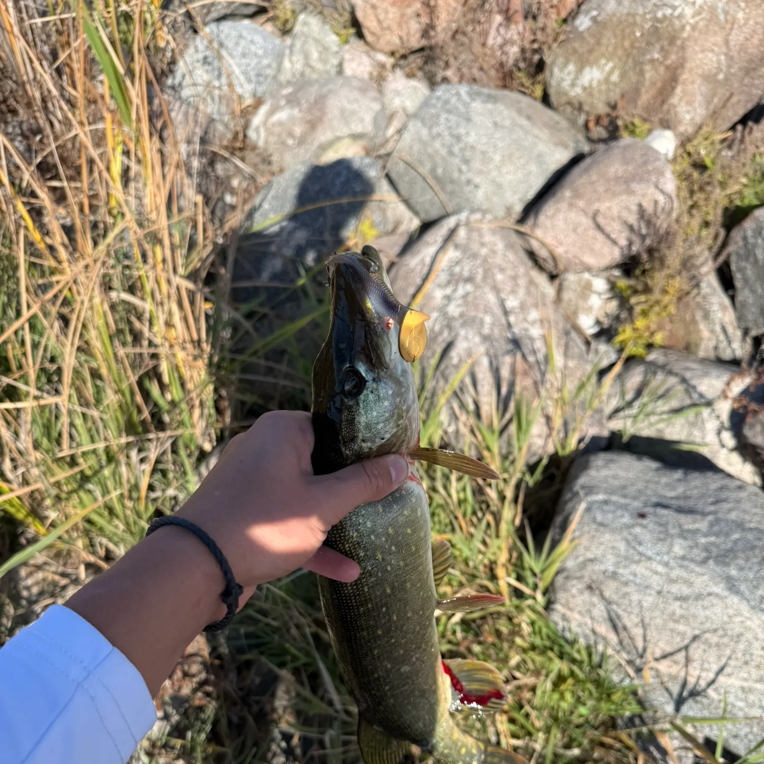 Northern pike caught on Fishbrain