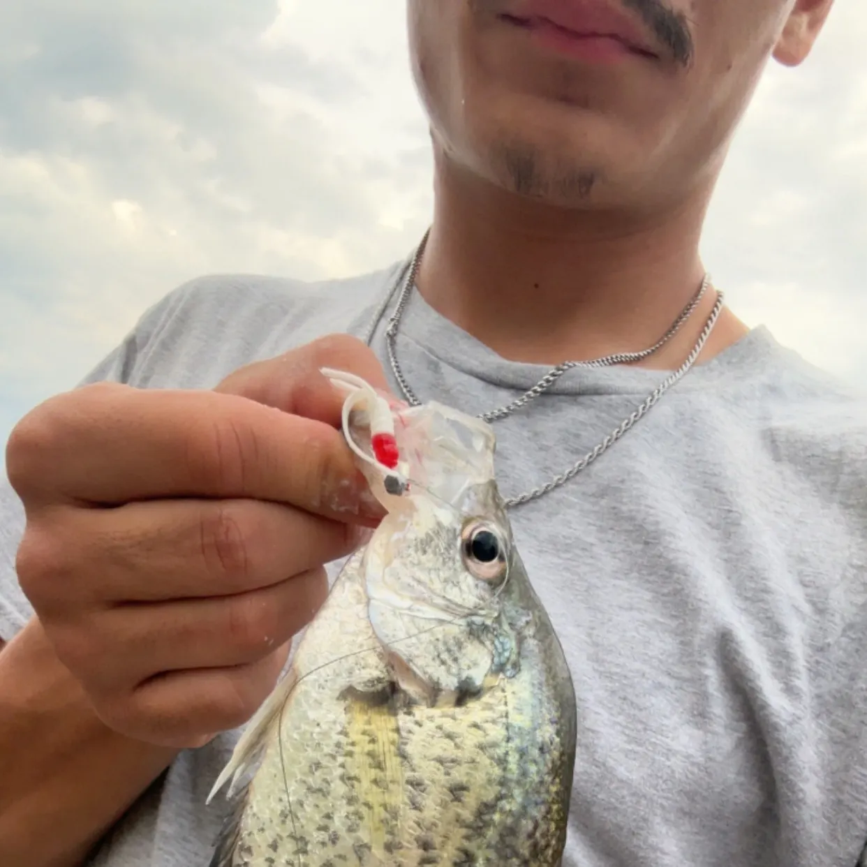 Black crappie caught on Fishbrain