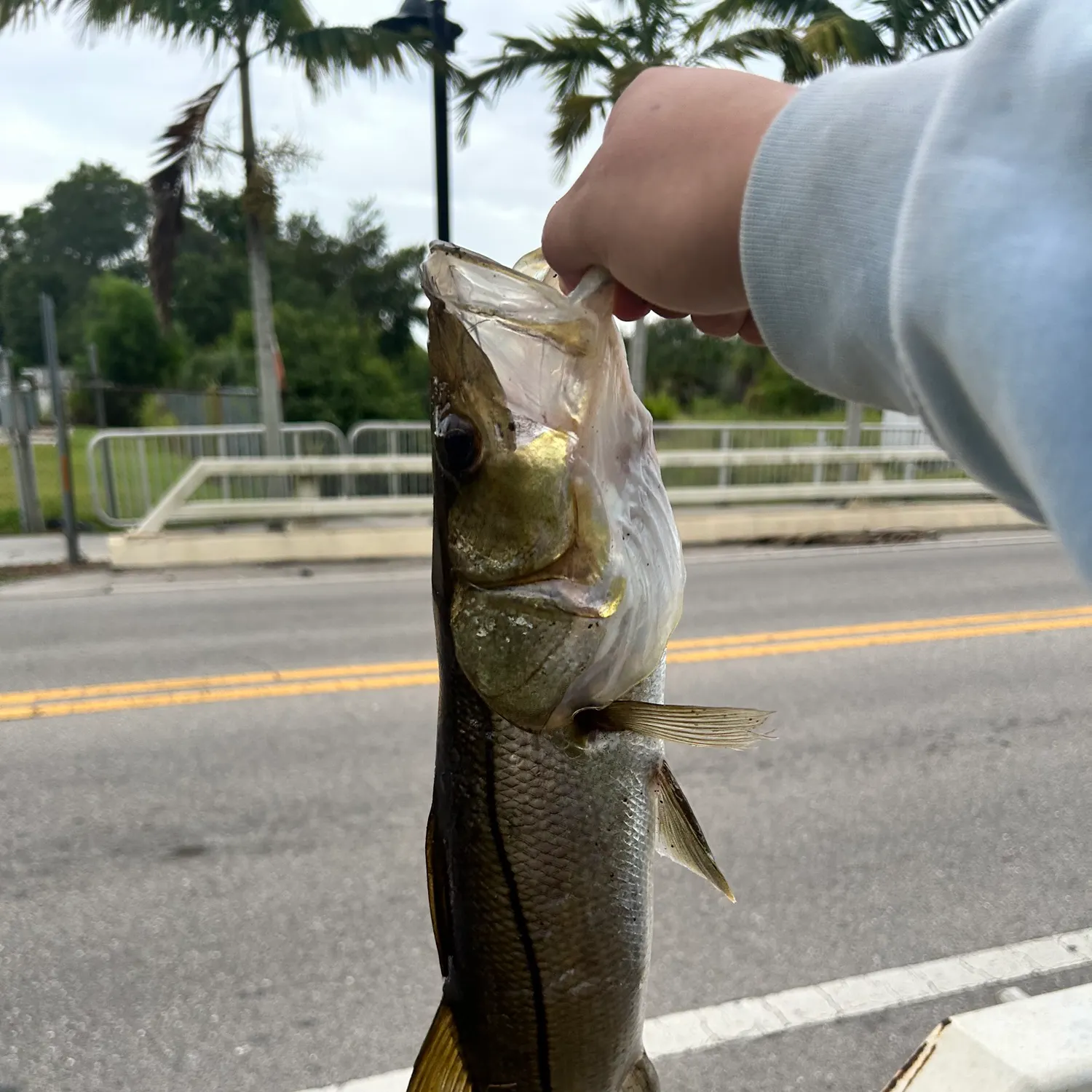The most recent Fat snook catches on Fishbrain