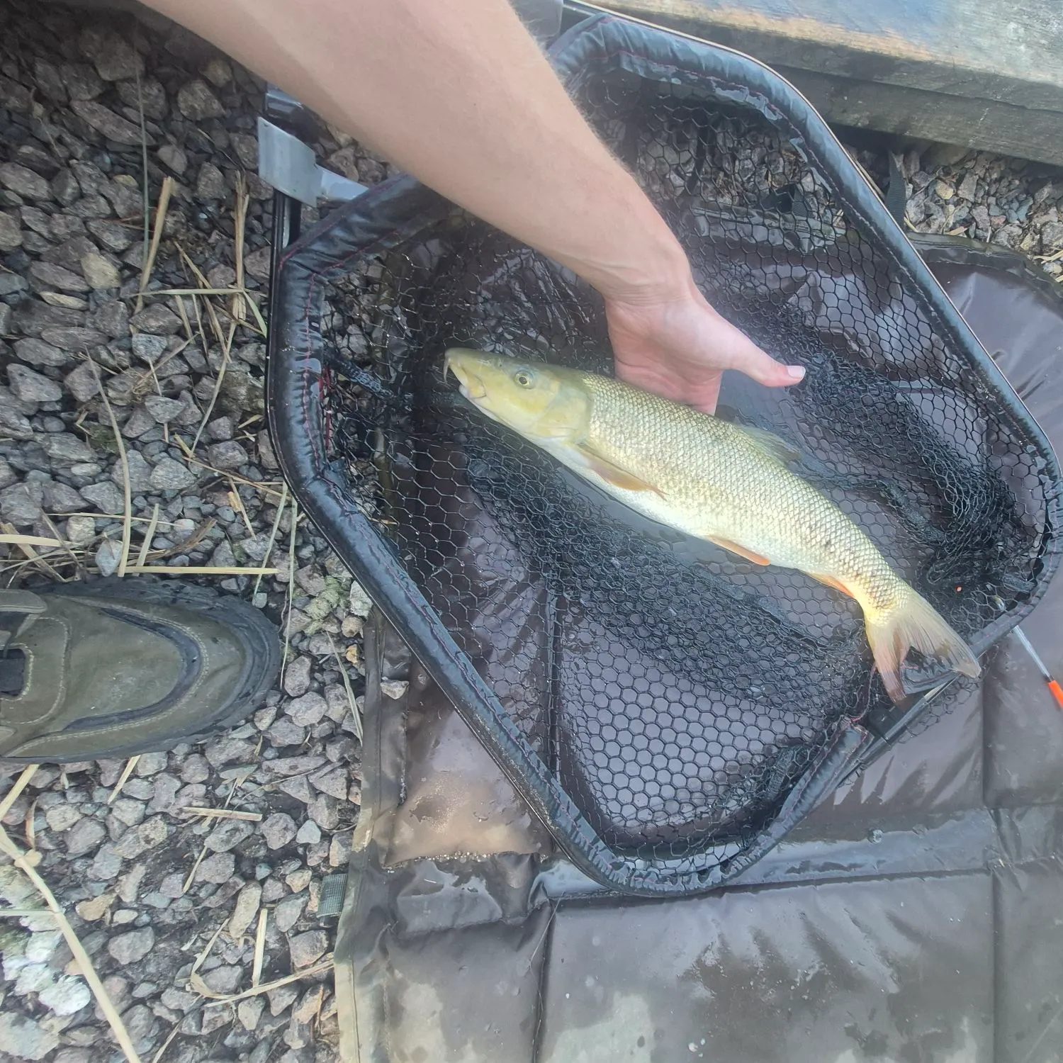 The most recent Common barbel catches on Fishbrain