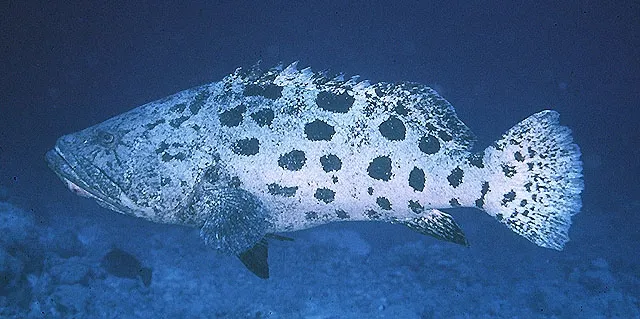 Potato grouper