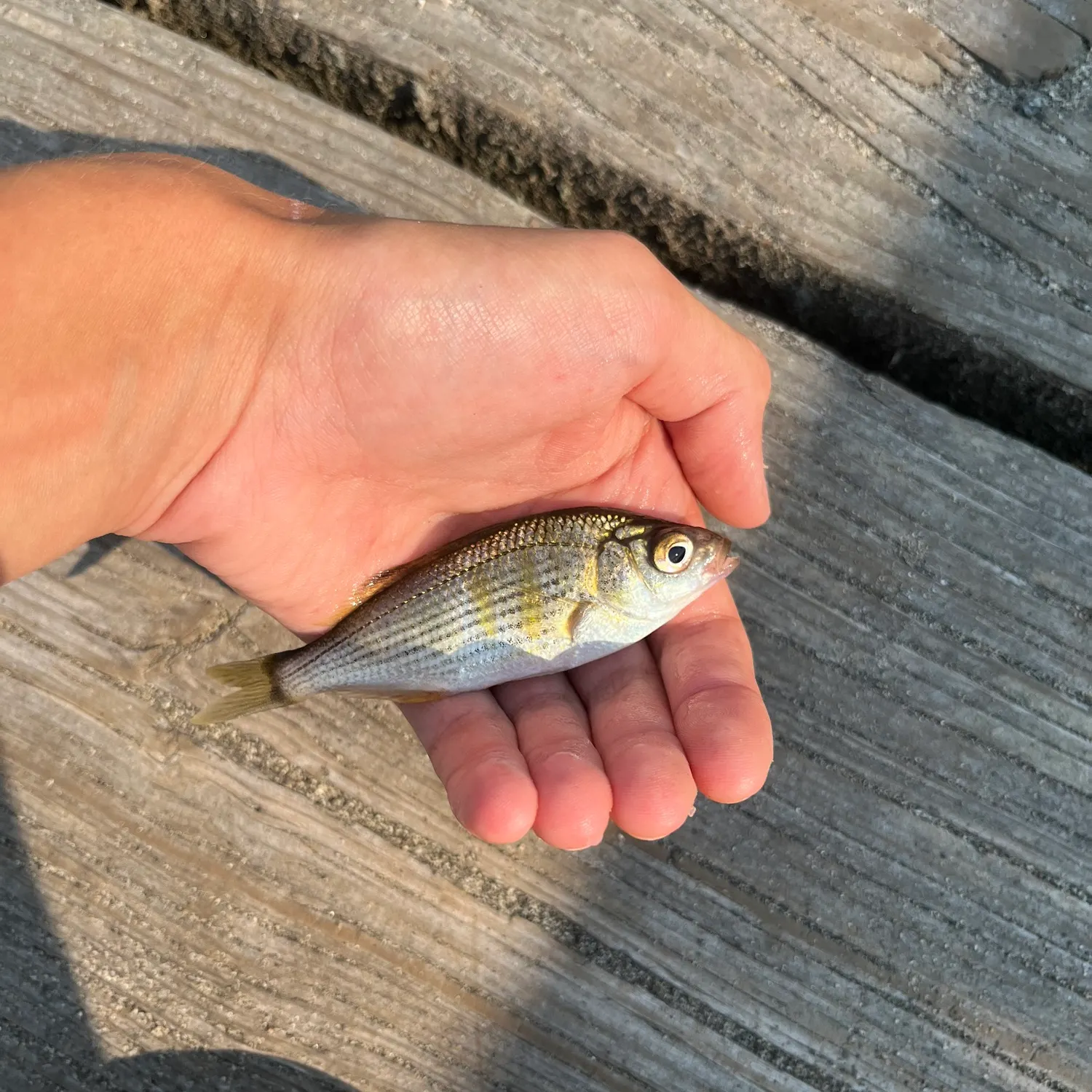 Shiner perch caught on Fishbrain