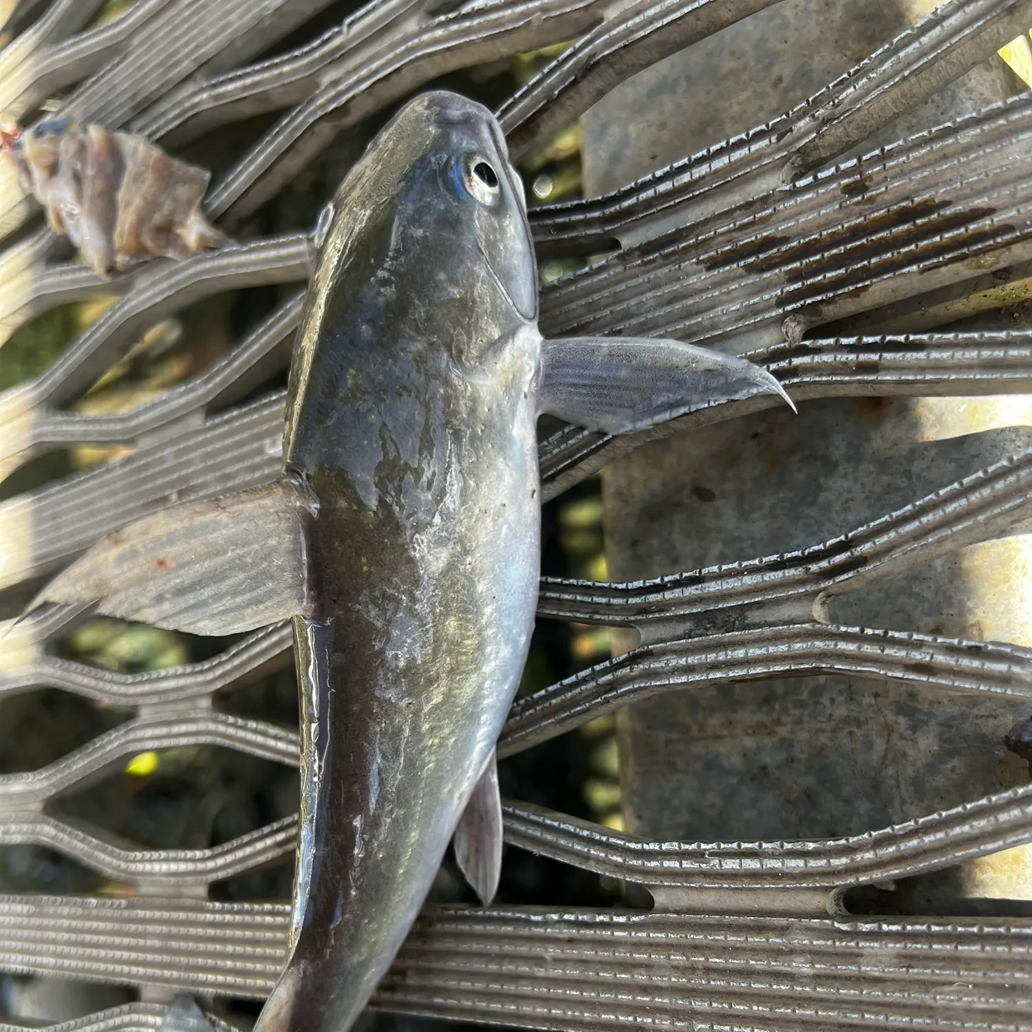 The most recent Blue salmon catfish catches on Fishbrain