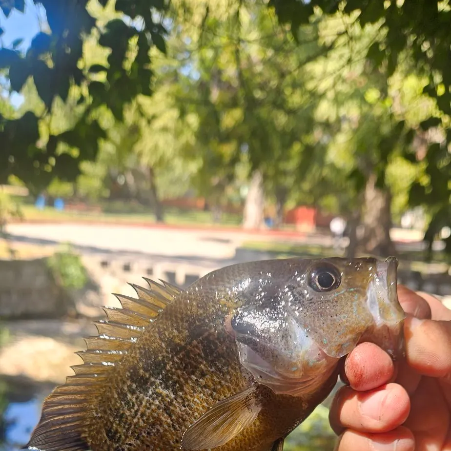Green sunfish caught on Fishbrain