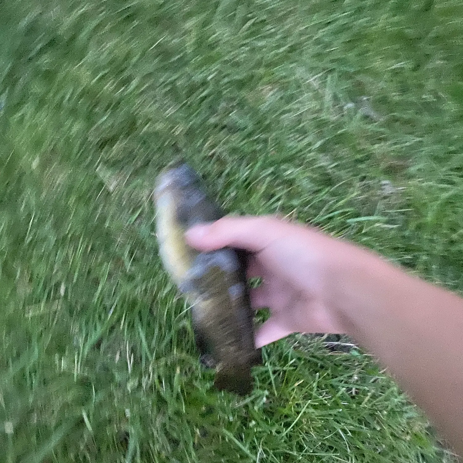 Black bullhead caught on Fishbrain