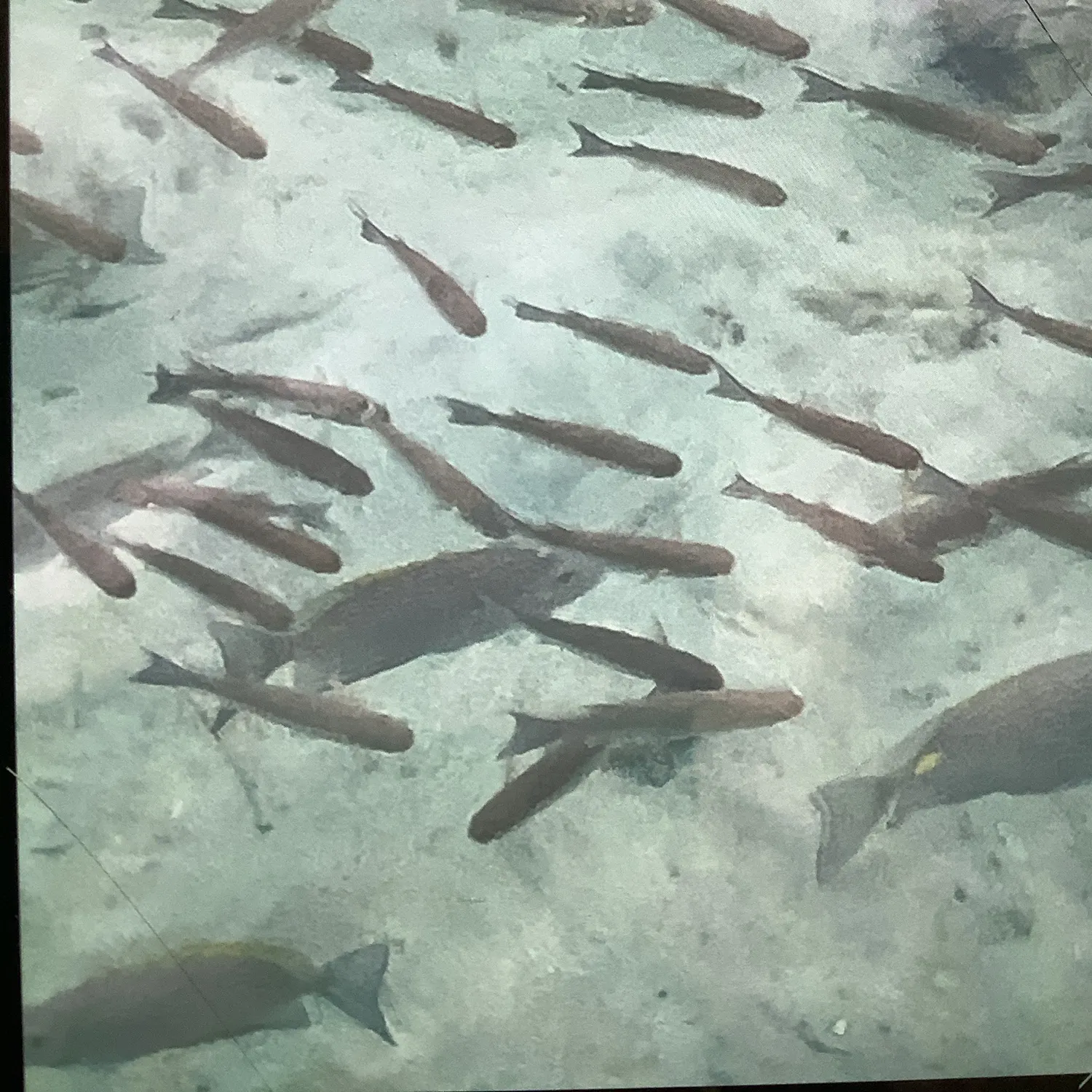 The most recent Longjaw bonefish catches on Fishbrain