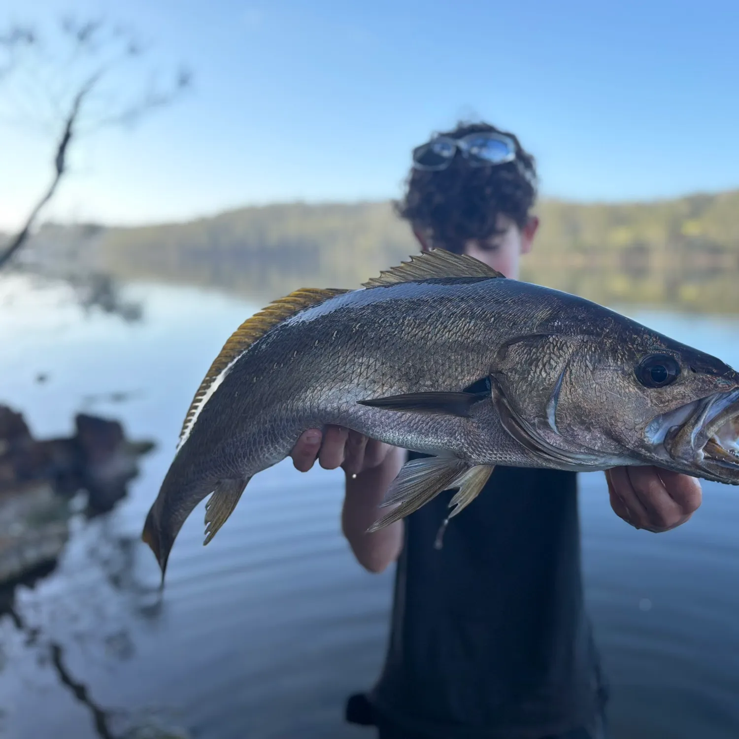 Japanese meagre caught on Fishbrain