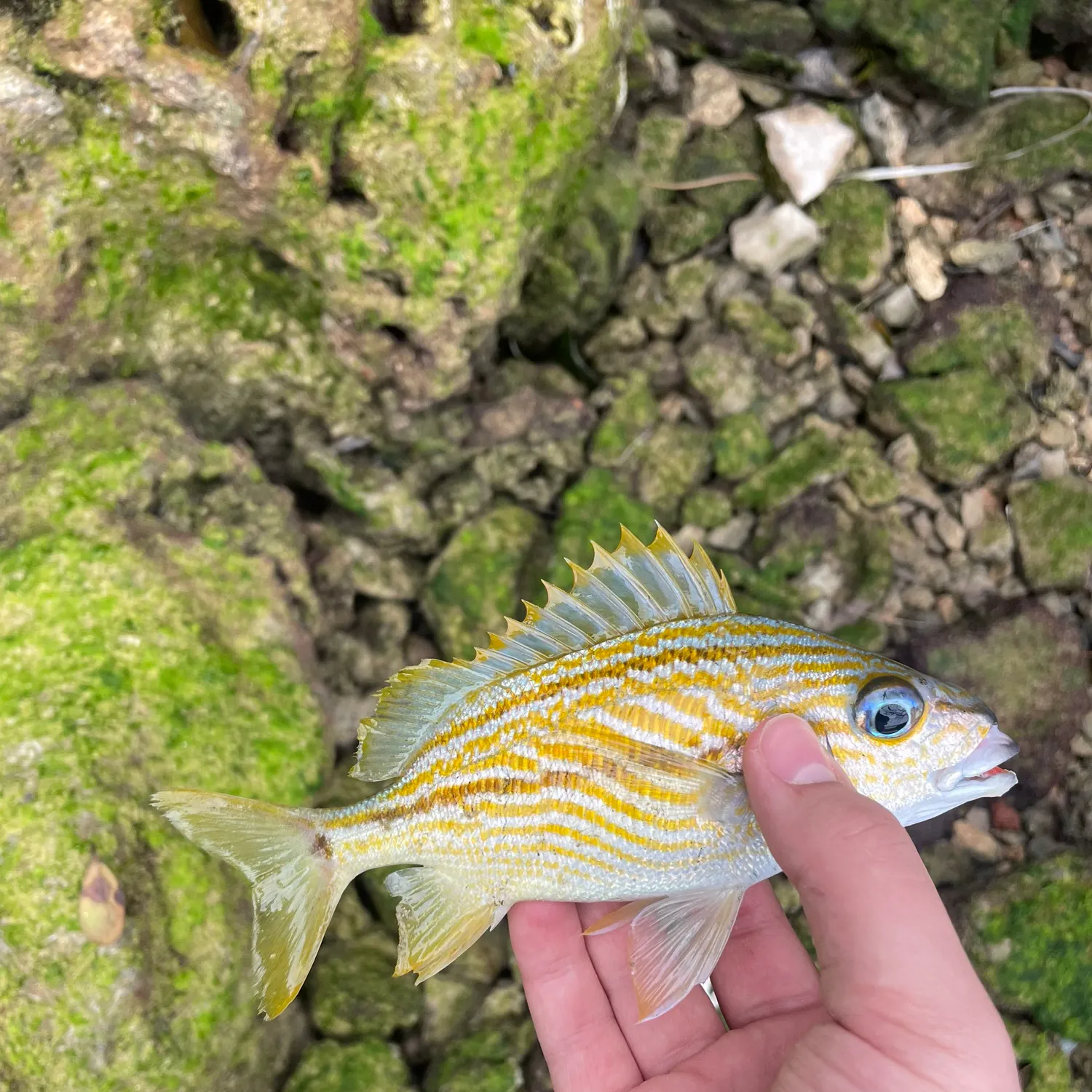 The most recent French grunt catches on Fishbrain