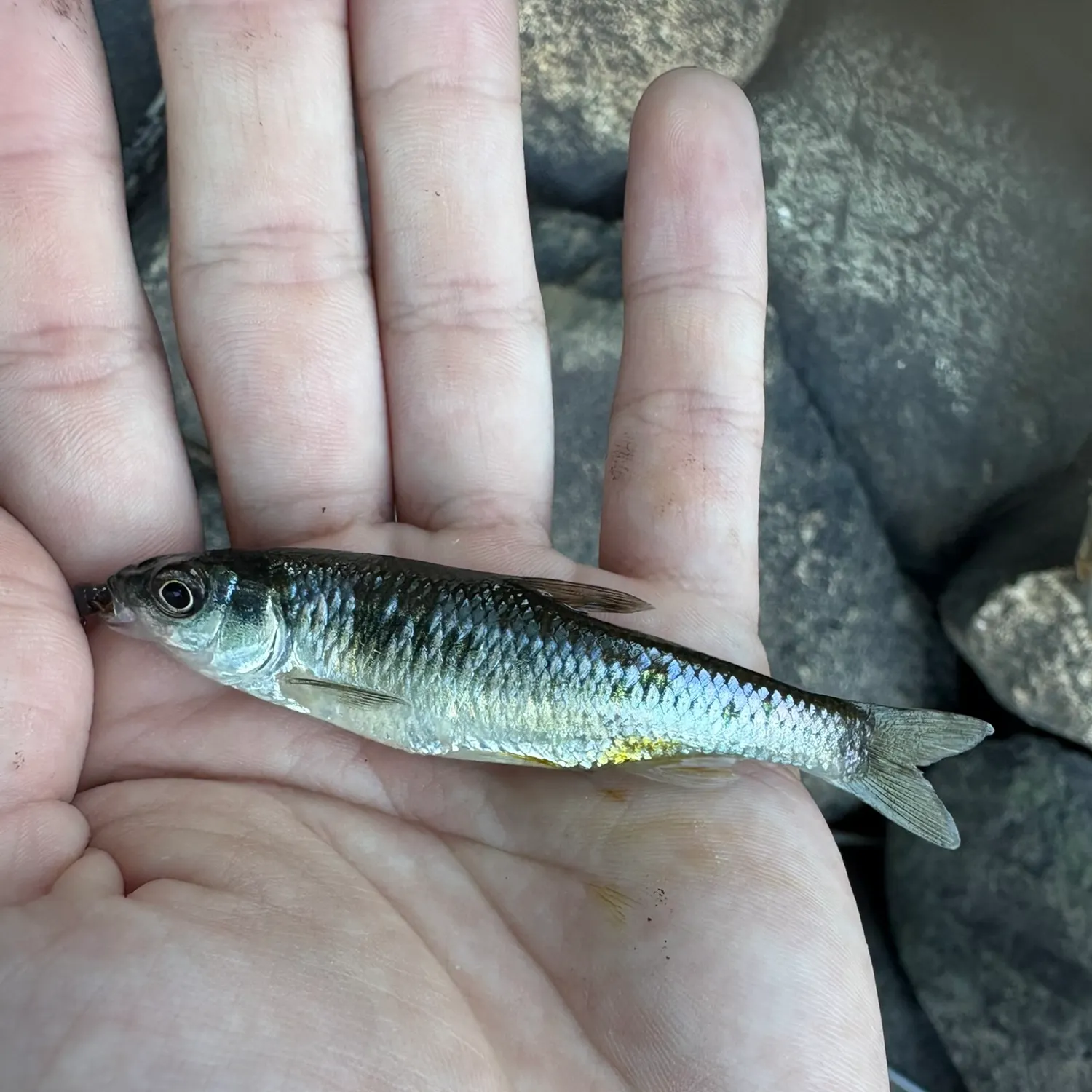 The most recent Common shiner catches on Fishbrain