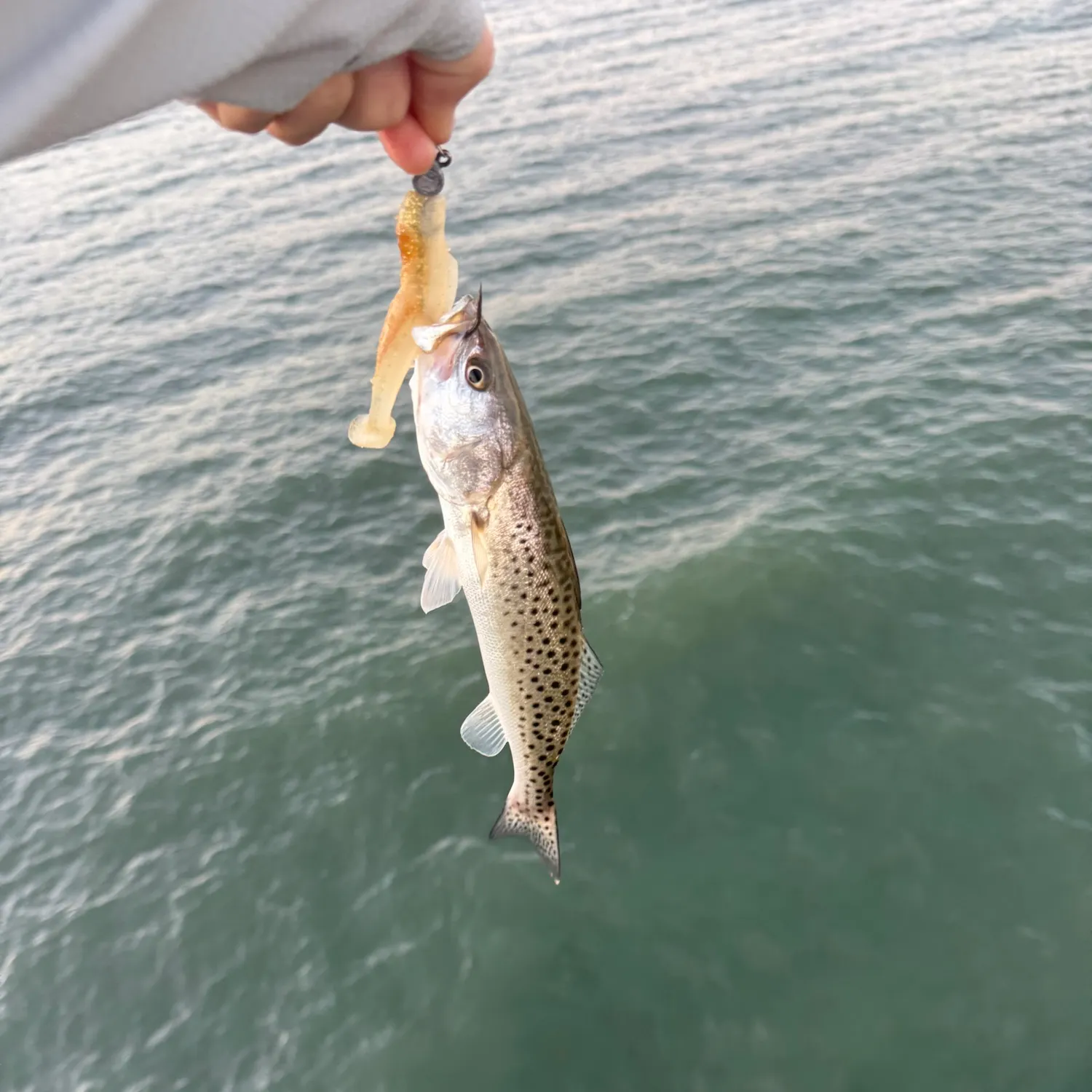 Spotted seatrout caught on Fishbrain