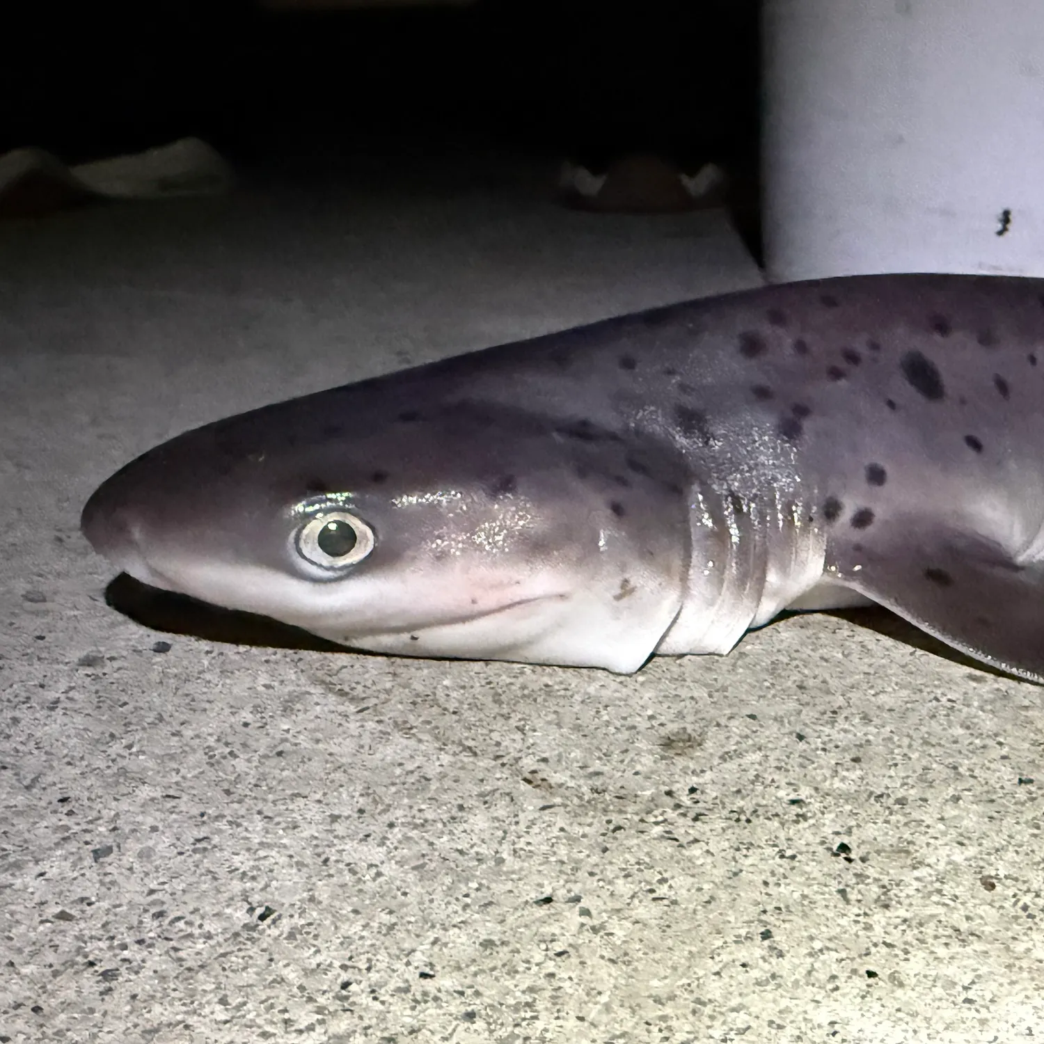 The most recent Broadnose sevengill shark catches on Fishbrain