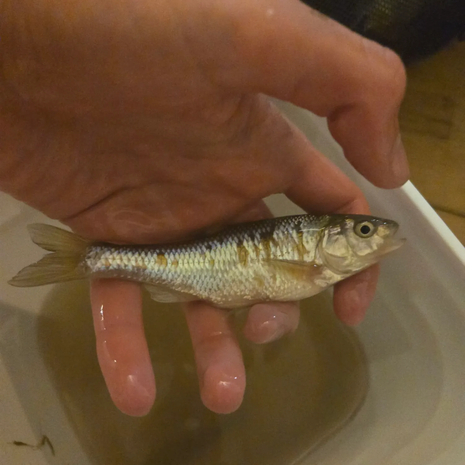 The most recent Striped shiner catches on Fishbrain