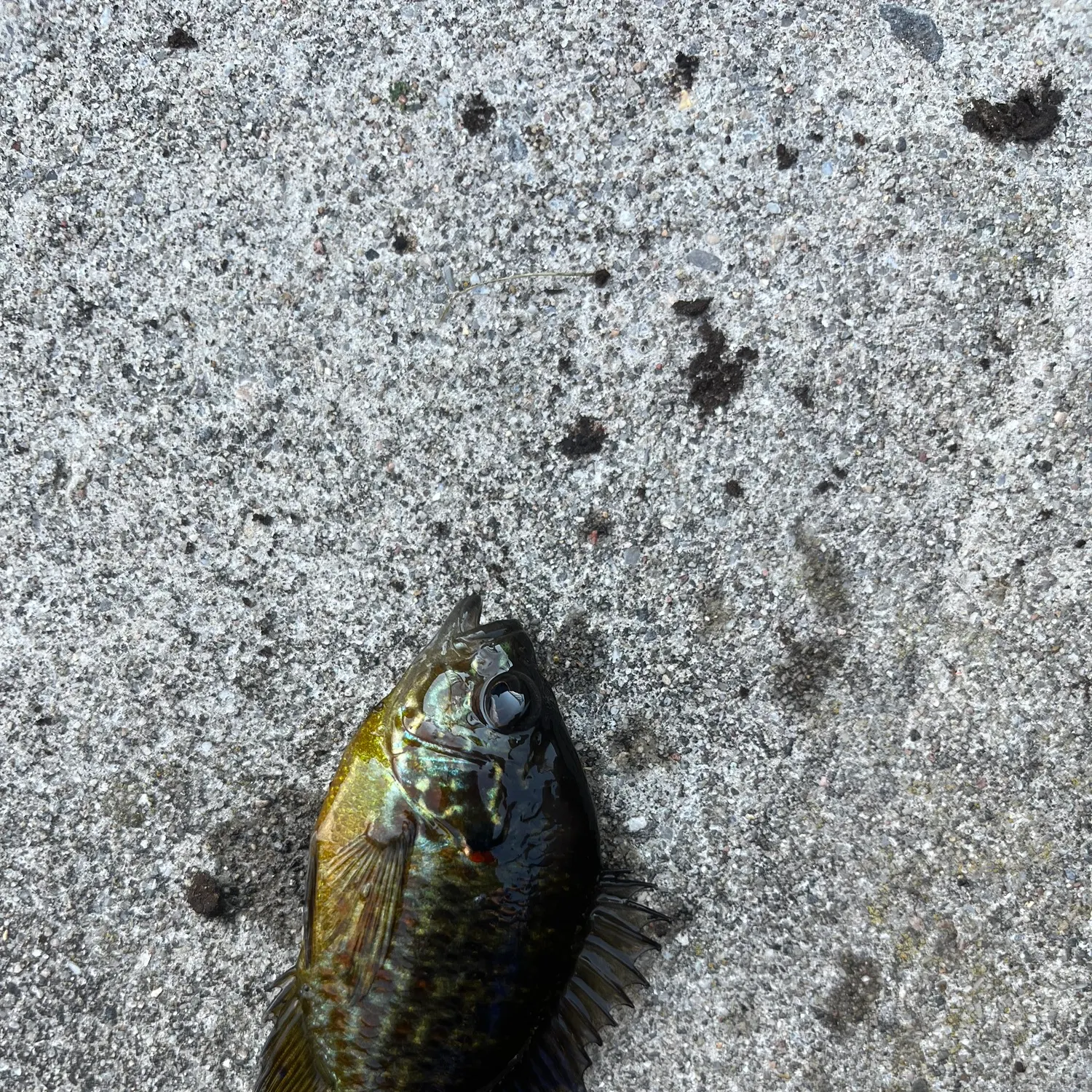 Pumpkinseed caught on Fishbrain