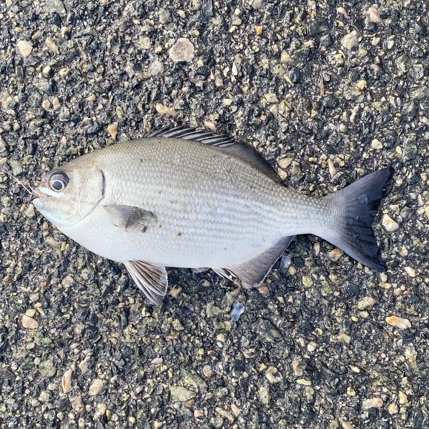 The most recent Black seabream catches on Fishbrain