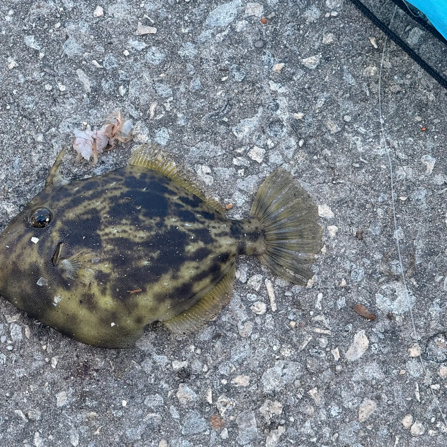 The most recent Planehead filefish catches on Fishbrain