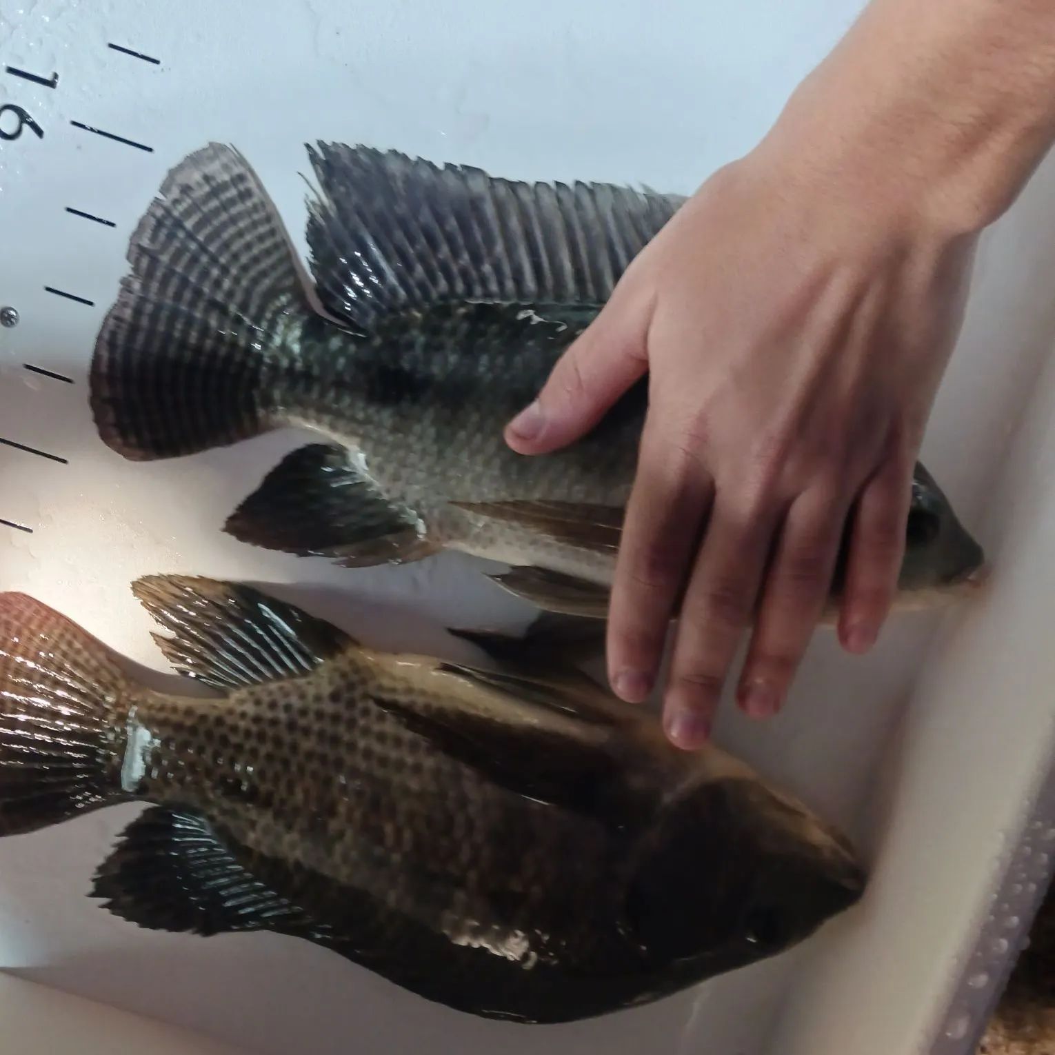 The most recent Blue tilapia catches on Fishbrain