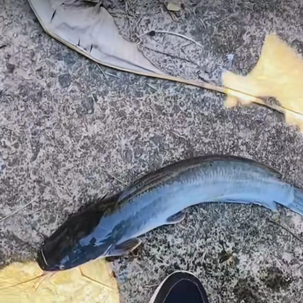 The most recent Blunt-toothed African catfish catches on Fishbrain