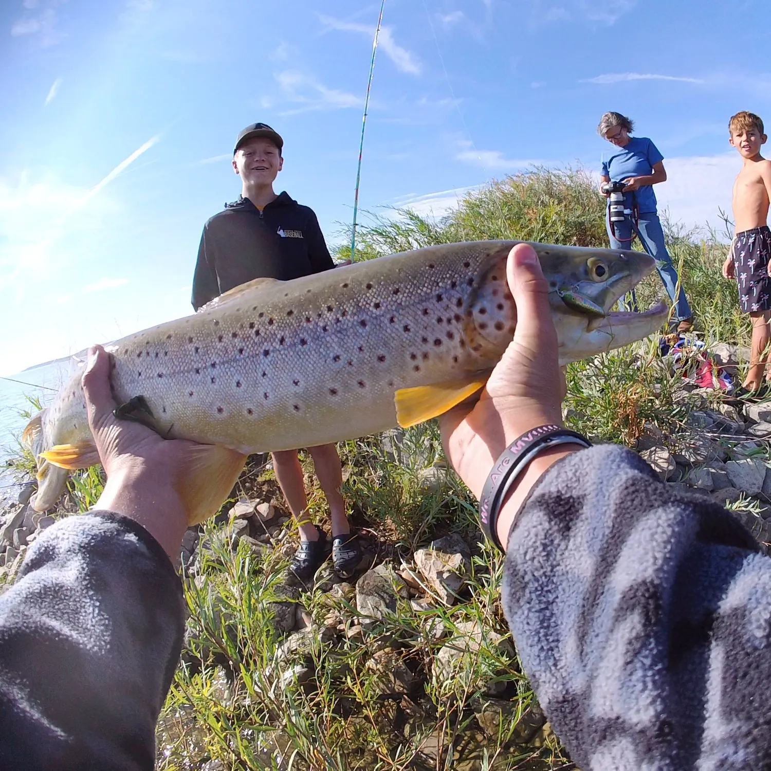 Brown trout caught on Fishbrain