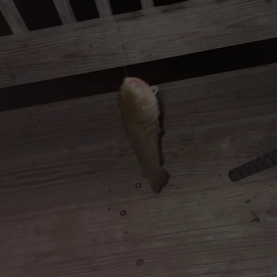 Black bullhead caught on Fishbrain