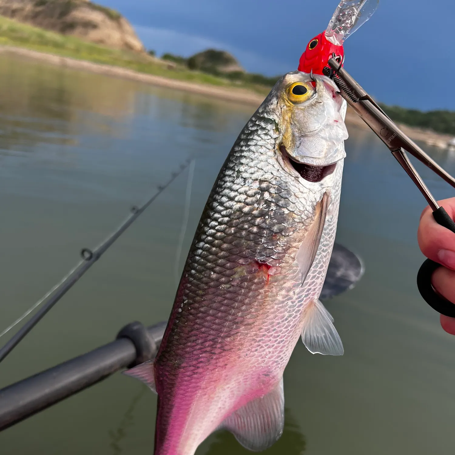 The most recent Goldeye catches on Fishbrain
