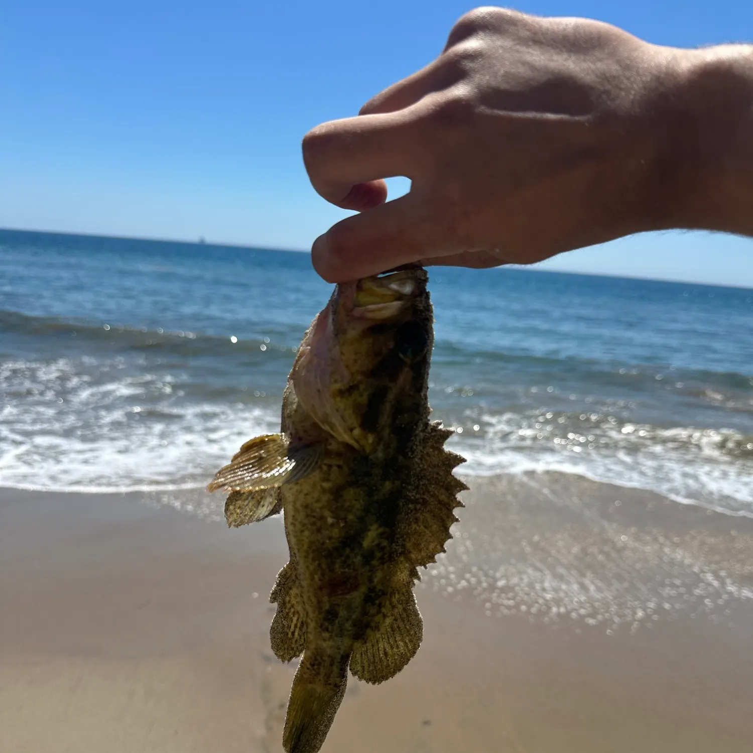 Grass rockfish caught on Fishbrain