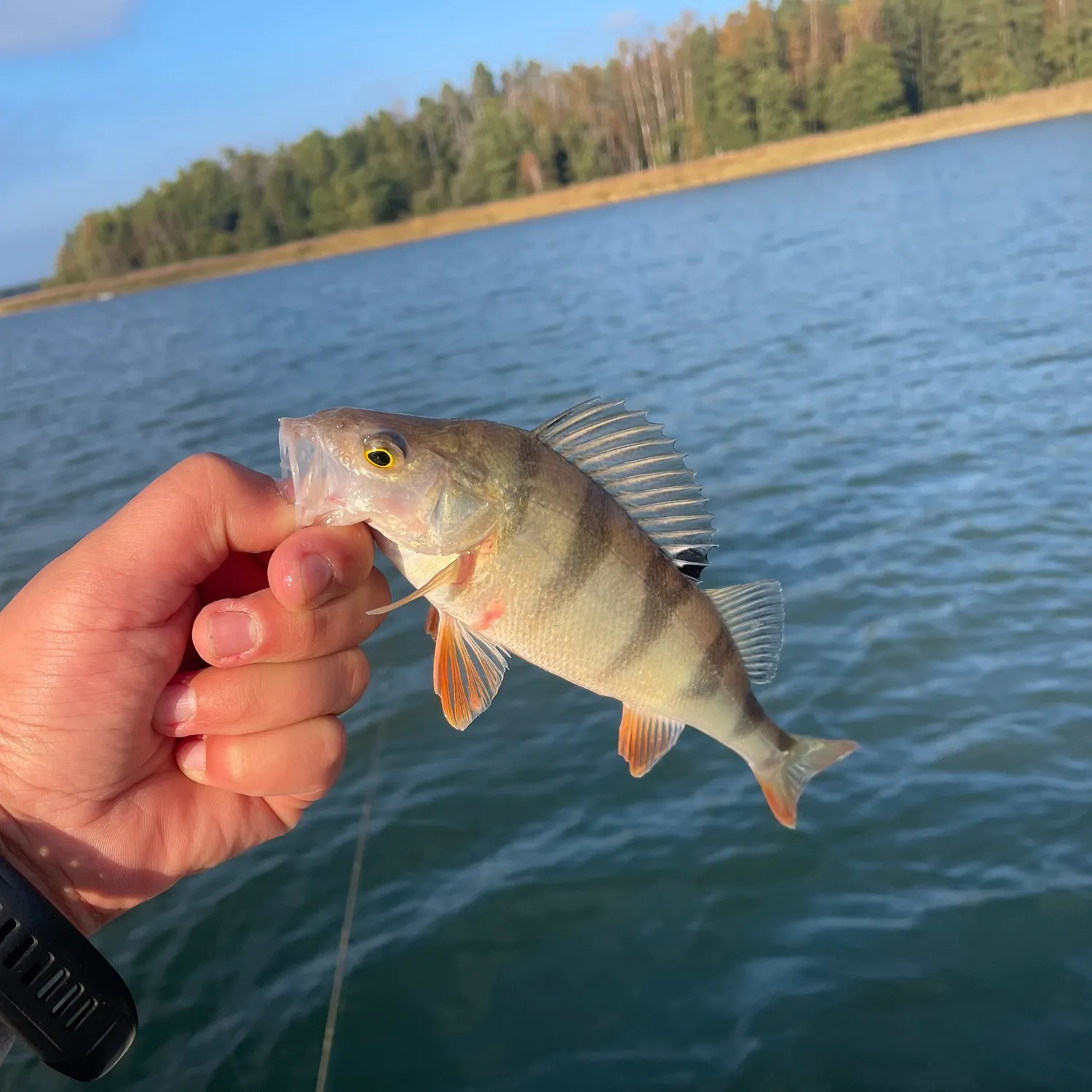 European perch caught on Fishbrain
