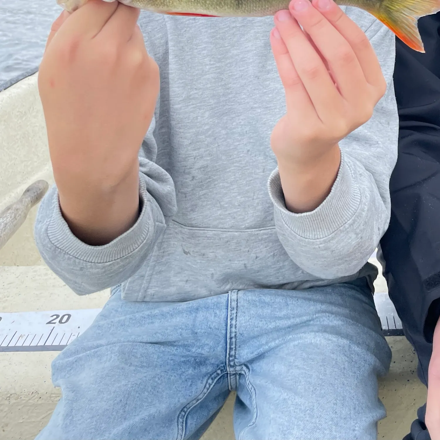 European perch caught on Fishbrain