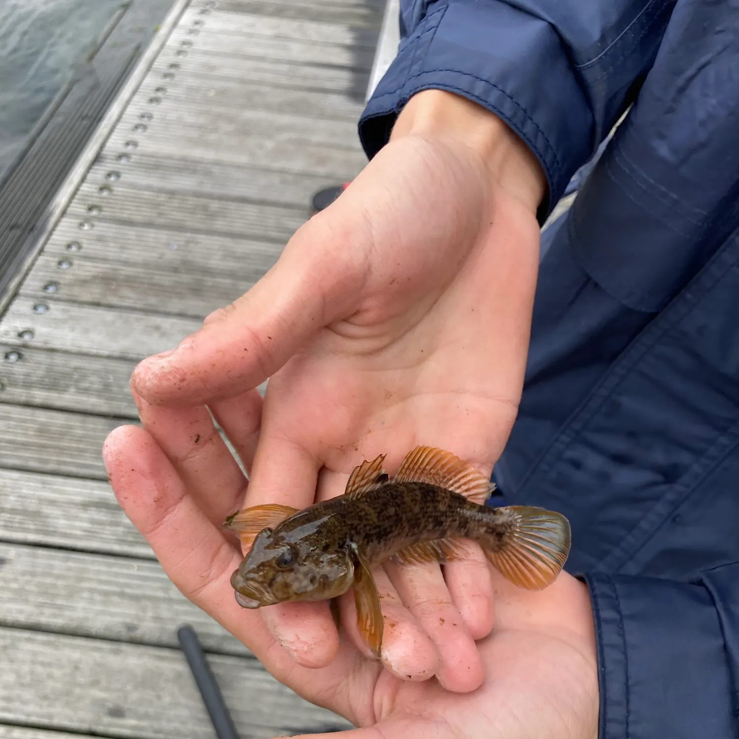 Round goby caught on Fishbrain