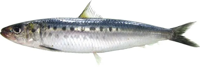 Japanese pilchard