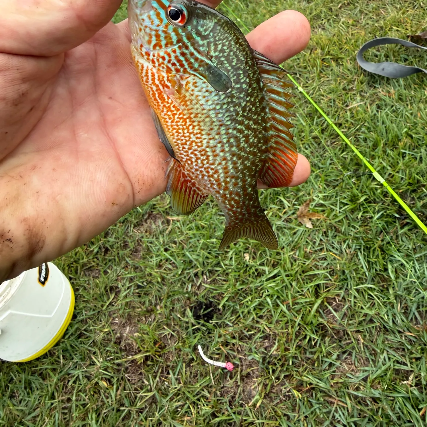 Longear sunfish caught on Fishbrain