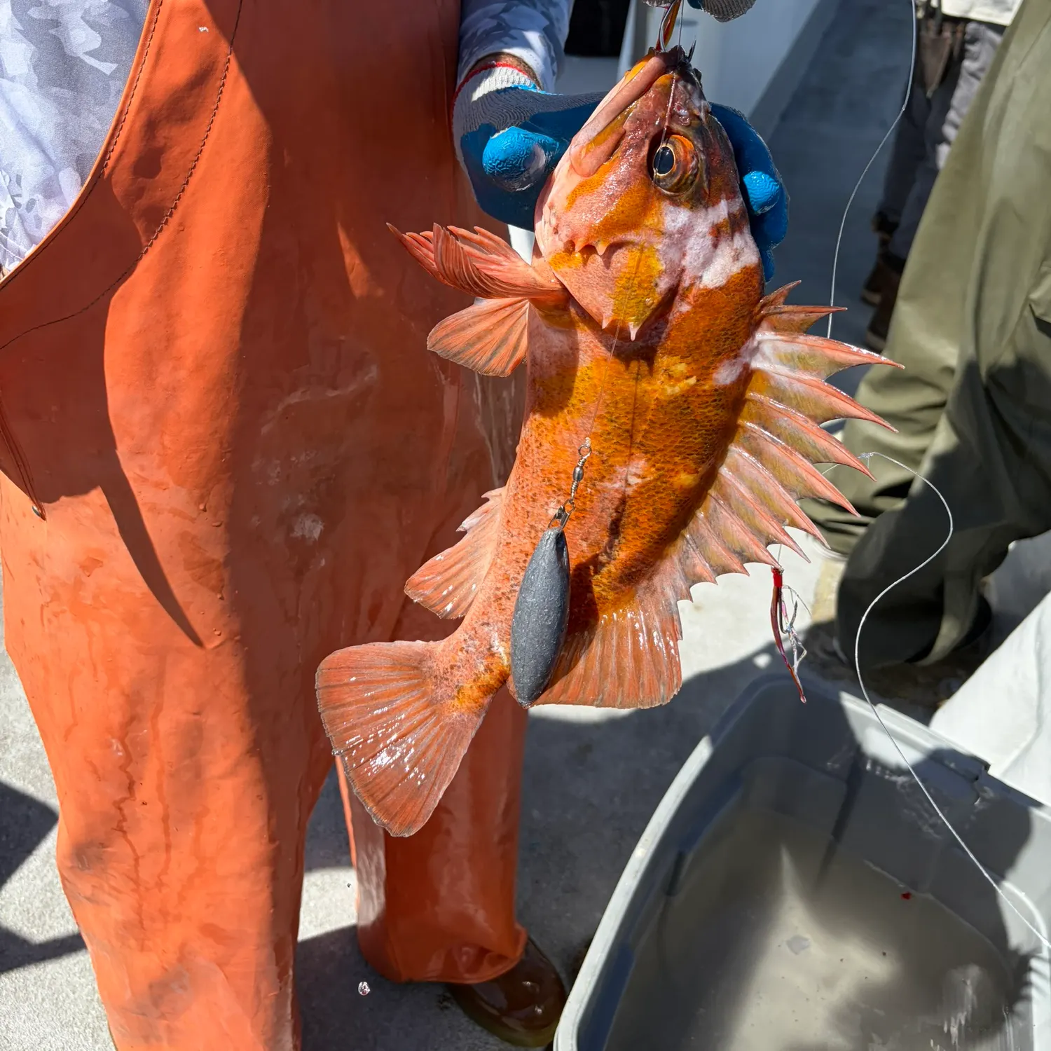 Copper rockfish caught on Fishbrain