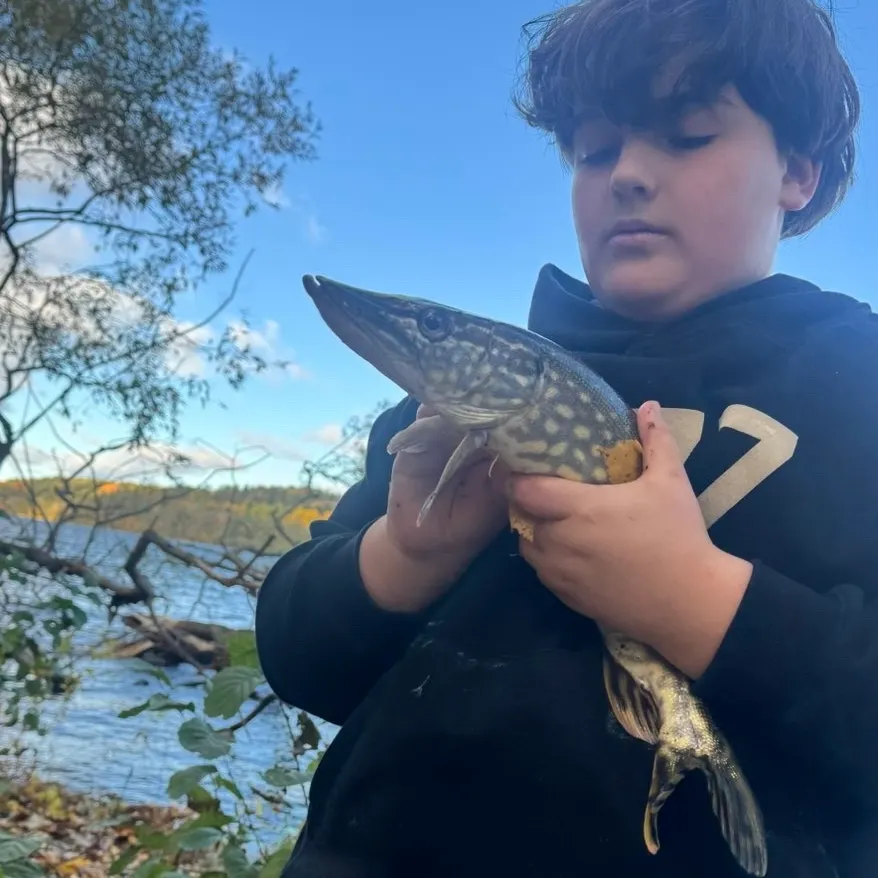 Northern pike caught on Fishbrain