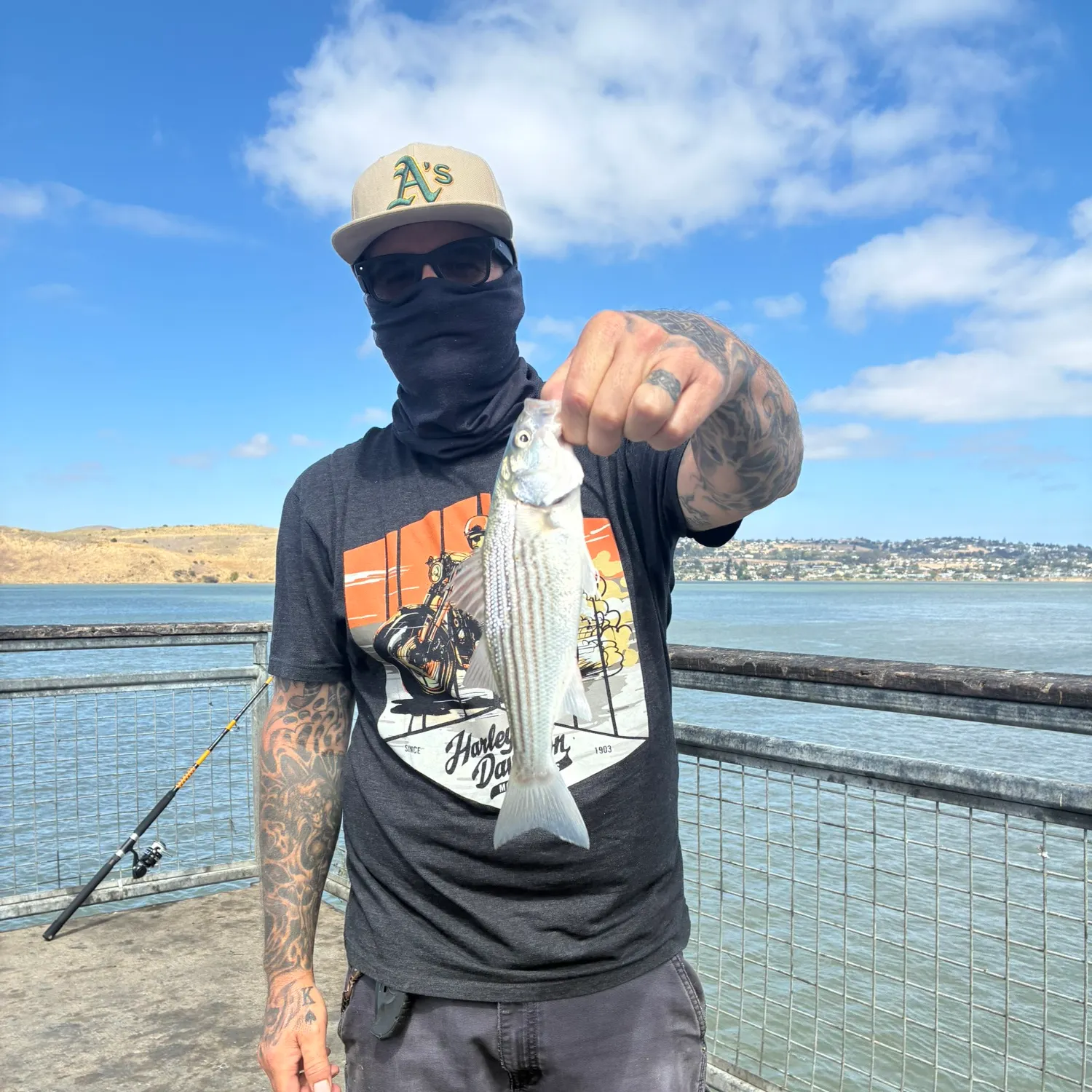 Striped bass caught on Fishbrain