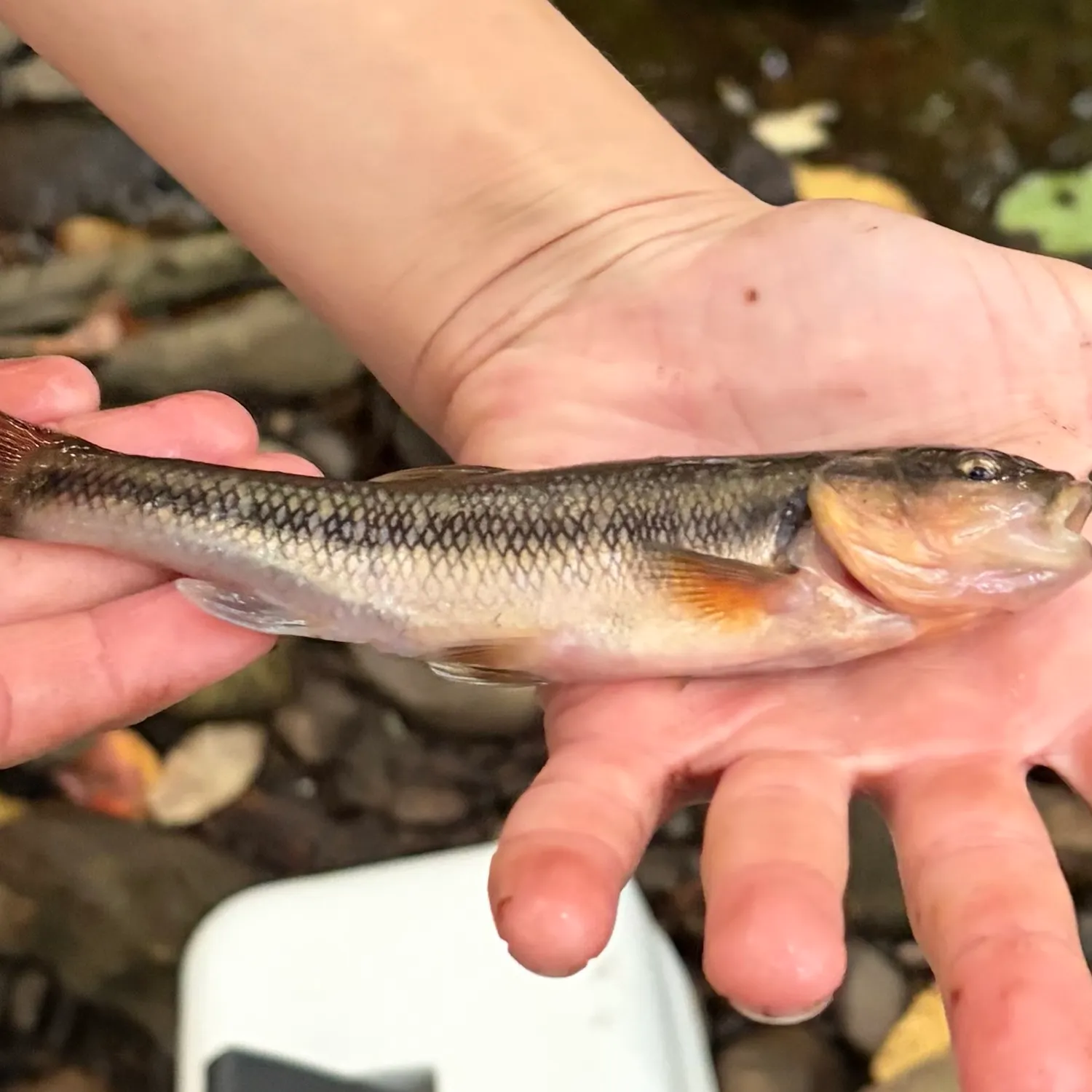Creek chub caught on Fishbrain