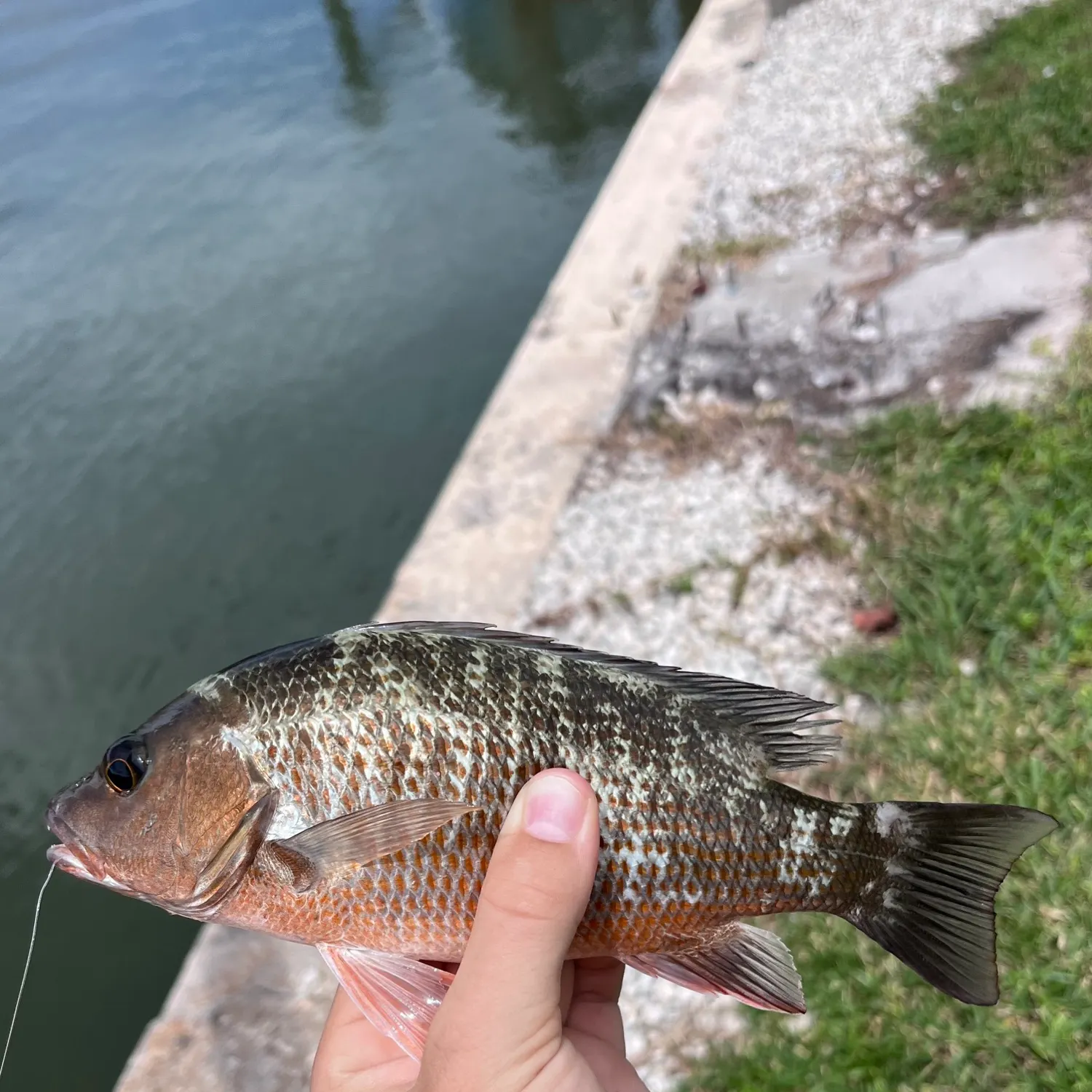 Mangrove snapper caught on Fishbrain