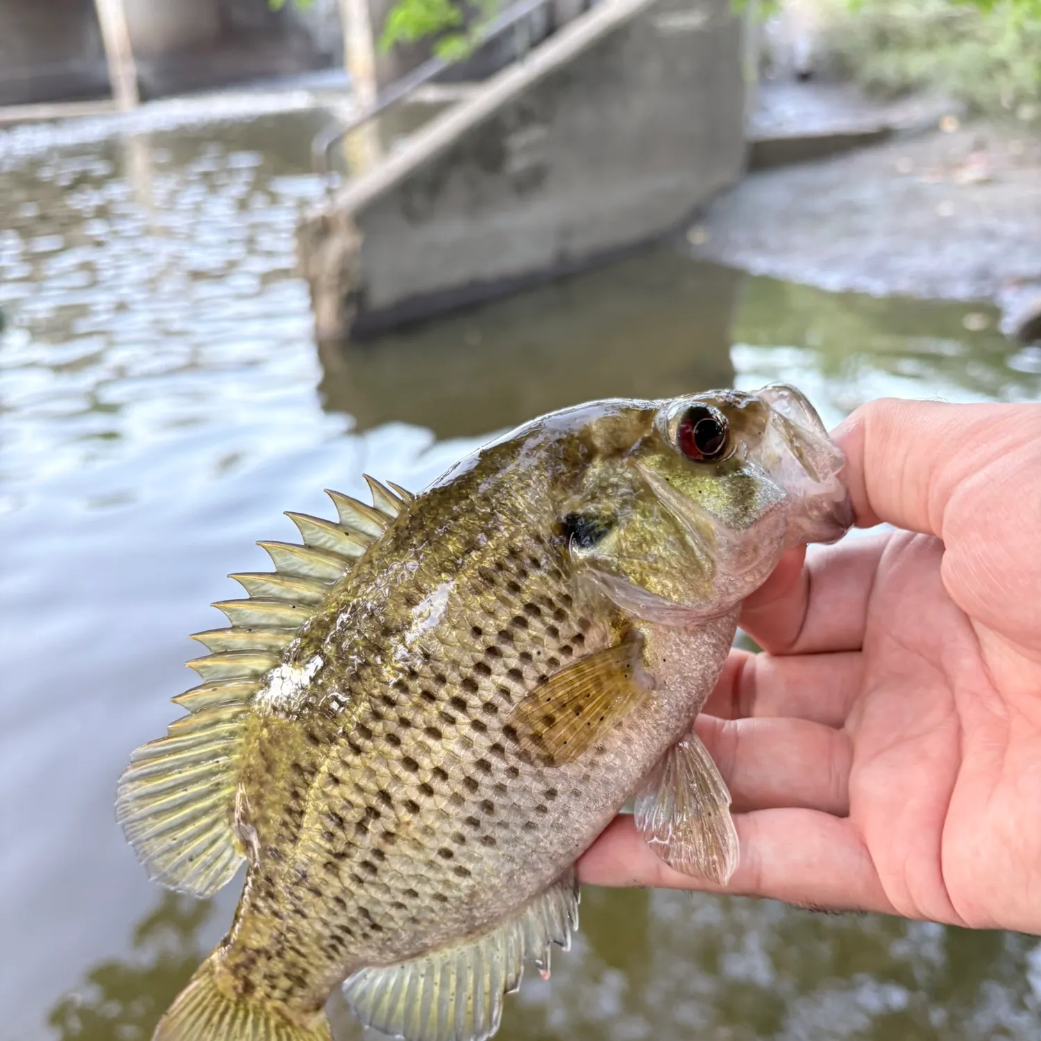 Rock bass caught on Fishbrain