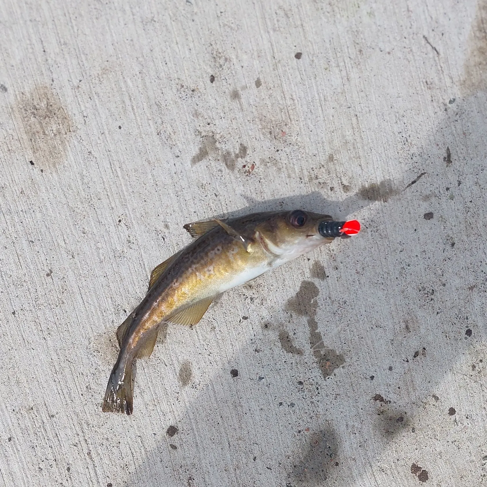 The most recent Atlantic tomcod catches on Fishbrain