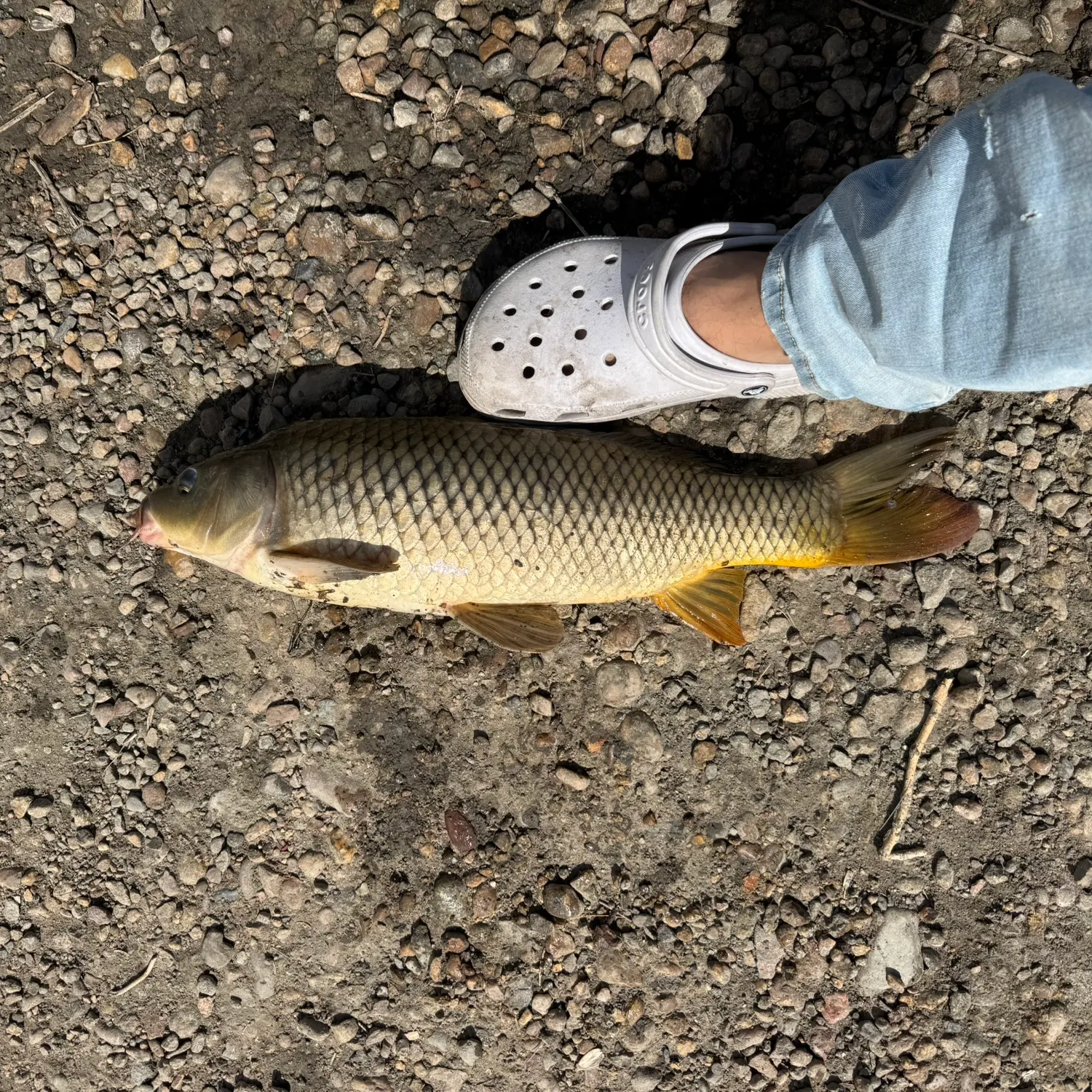 Common carp caught on Fishbrain