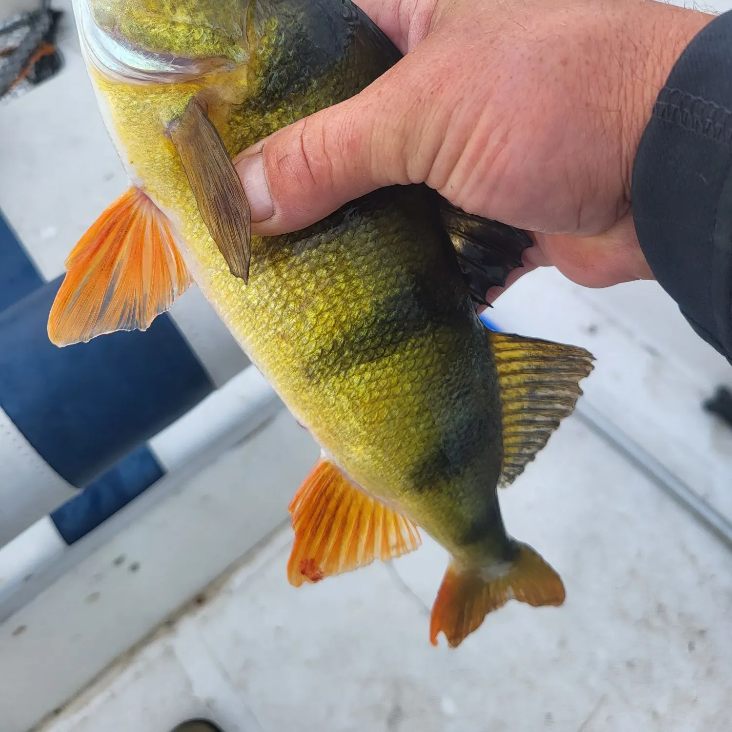 European perch caught on Fishbrain
