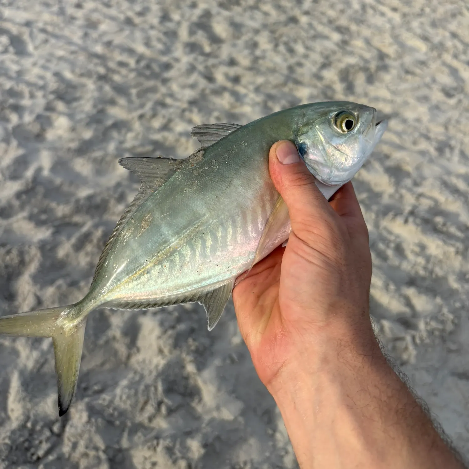 Blue runner caught on Fishbrain