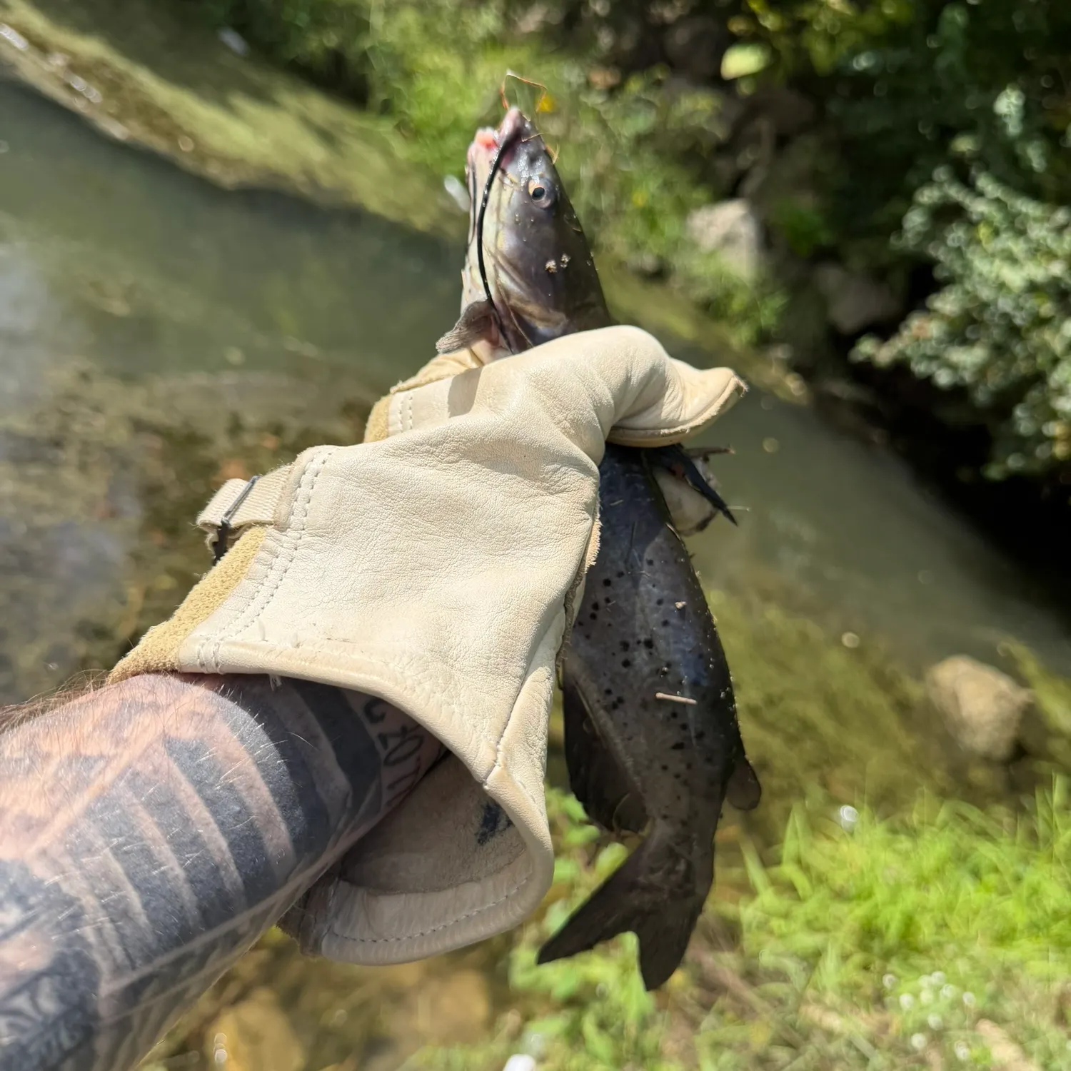 Channel catfish caught on Fishbrain