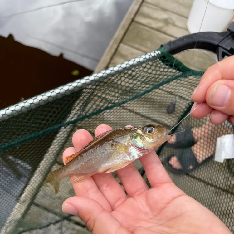 The most recent Eurasian ruffe catches on Fishbrain