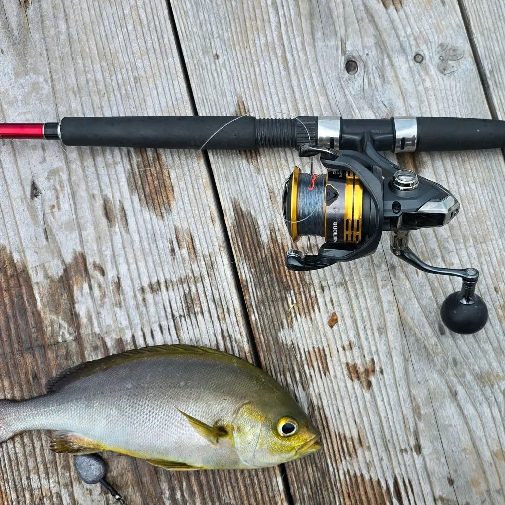 The most recent Chicken grunt catches on Fishbrain
