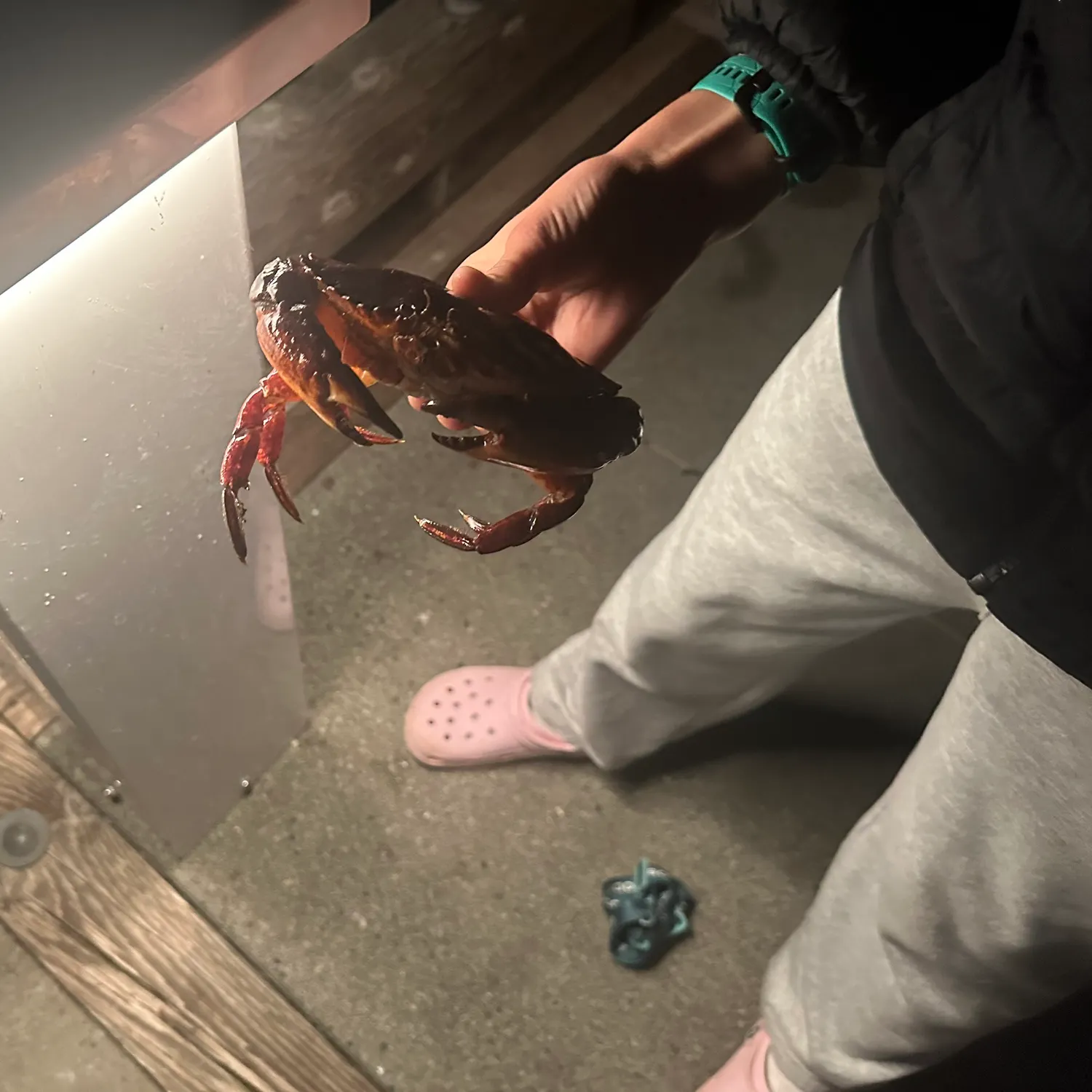 The most recent Dungeness crab catches on Fishbrain