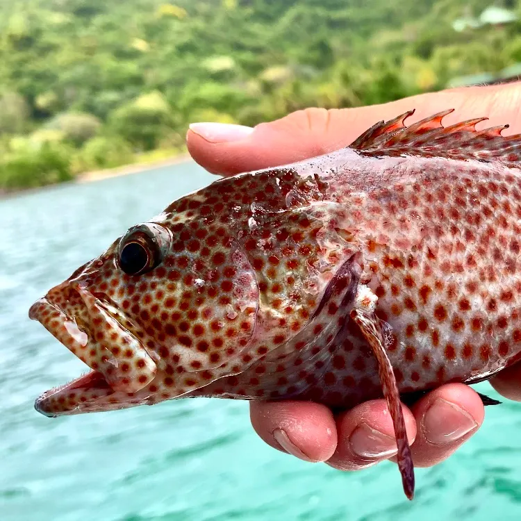 The most recent Graysby grouper catches on Fishbrain